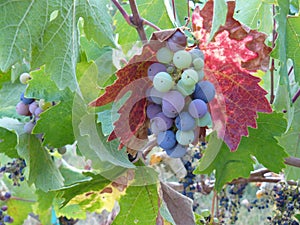 Fine Wine Grapes Ready for Fall Harvest in Sonoma