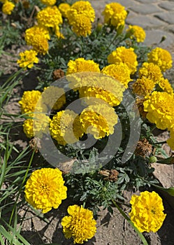 Fine Yellow Growing Flower Marigold Calendula On Background Meadow