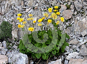 Fine yellow mountain wildflower. Doronicum - Leopard's Bane photo