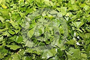 Finely chopped fresh green parsley closeup