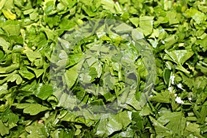 Finely chopped fresh green parsley closeup photo