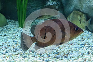 Finescale tigerfish in the aquarium, close-up