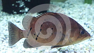 Finescale tigerfish in the aquarium, close-up
