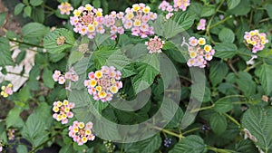 the finest purple lantana flowers