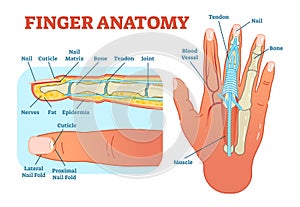 Finger anatomy medical vector illustration with bones, muscle scheme and finger cross section.