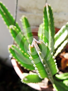 Finger Cactus photo