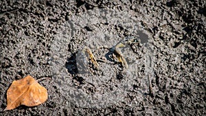 Finger-clawed crabs come out of their holes to find food on the mudflats