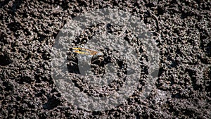 Finger-clawed crabs come out of their holes to find food on the mudflats