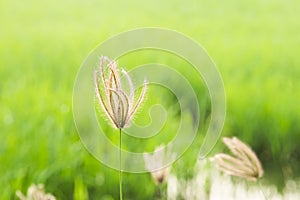 Finger grass in rice field background on the morning atmosphere photo