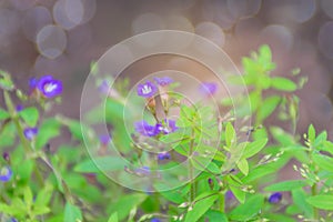 Finger grass ,Limnophila geoffrayi, Limnophila aromatica,Scorphulariaceae,Plantaginaceae,with the bokeh,beam light background.Tha