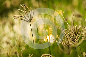 Finger grass in rice field background on the morning atmosphere