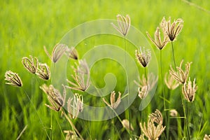 Finger grass in rice field background on the morning atmosphere