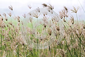 Finger grass in rice field background on the morning atmosphere