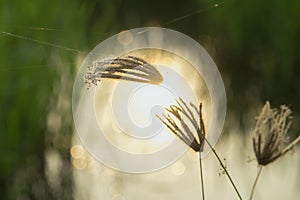 Finger grass in rice field background on the morning atmosphere