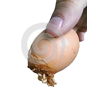 Finger holding rotten egg smell putrid worm