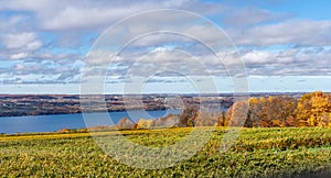 Finger Lakes Vineyard in Autumn