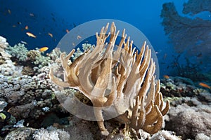 Finger leather coral