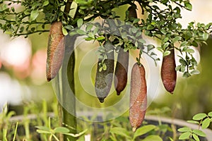 Finger Lime Plant photo