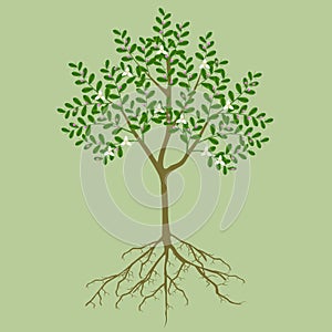 Finger lime tree with flowers and roots on a green background.