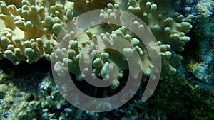 Finger-lobed soft coral (Sclerophytum leptoclados) close-up undersea, Red Sea