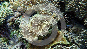 Finger-lobed soft coral, Sinularia leptoclados, and hedgehog coral, Echinopora lamellosa, undersea, Red Sea