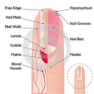 Finger nail structure