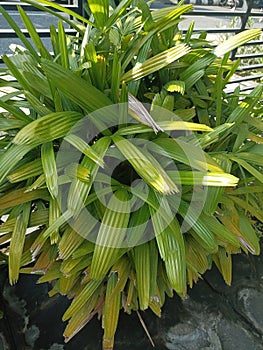 the finger palm plant is an ornamental plant species belonging to the genus rhapis in the arecaceae tribe
