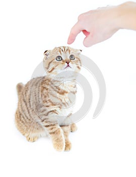 Finger pointed guilty Scottish cat fold isolated