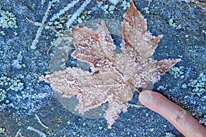 Finger pointing at frost-covered maple leaf