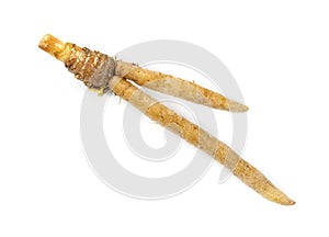 Finger root or Chinese`s Ginger isolated on the white background