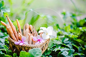 finger root Krachai Thai herb