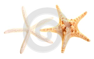 Finger Starfish isolated on white. Sea stars and shells