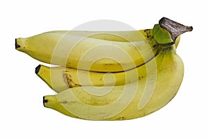 Finger of yellow rope cavendish bananas