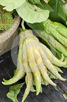 Fingered Citron or Buddha Hands.