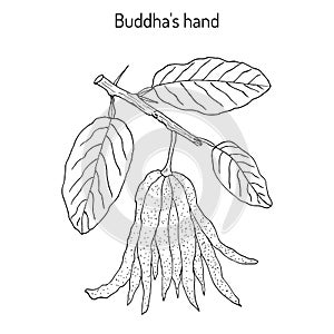 Fingered citron , Citrus medica , or Buddha s hand - exotic fruit