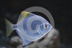 Fingerfish photo