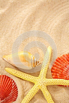 Fingerfish and seashells in sand