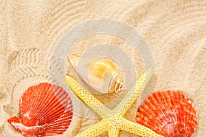 Fingerfish and seashells in sand