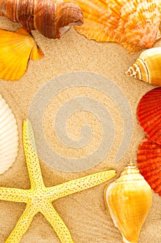 Fingerfish, seastar and seashells in sand