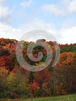 FingerLakes colorful autumn deciduous trees