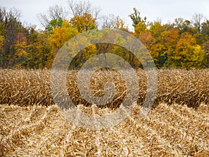 FingerLakes farm cornfield being harvested in Autumn