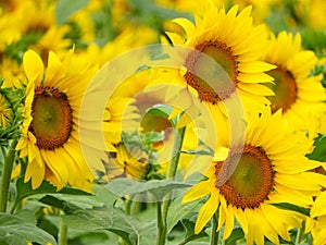 FingerLakes has beautiful sunflower fields in med-summer