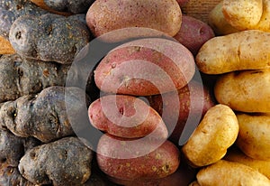 Fingerling Potatoes in Three Colors
