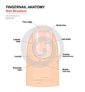 Fingernail Anatomy. Structure of human nail. Science of human body. Anatomical training poster