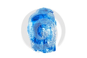 Fingerprint texture in blue paint on white isolated background