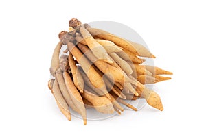 Fingerroot or galingale rhizome isolated on white background with clipping path