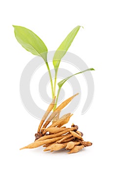 Fingerroot or galingale rhizome isolated on white background with clipping path