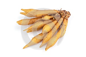 Fingerroot or Galingale rhizome isolated on white background.top view,flat lay