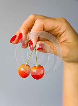 The fingers of the female hand hold the cherries against the gray gradient background.