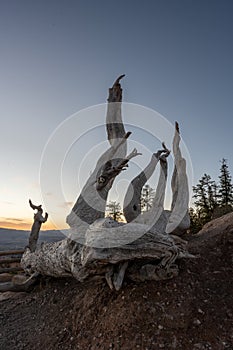 Fingers of Gnarly Old Tree Reach Into The Morning Sky